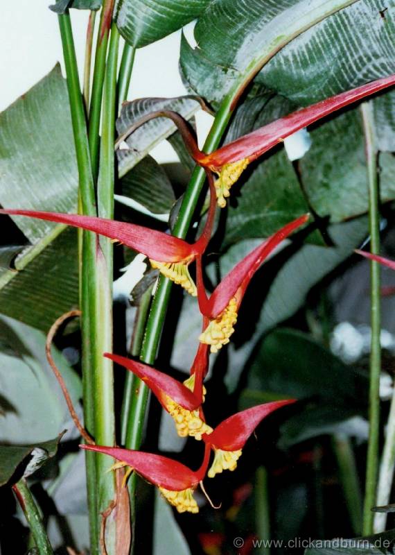Botanischer Garten 1 